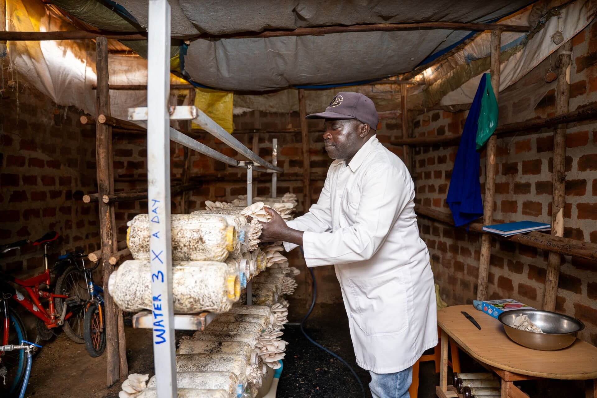 Edward Lodu harvesting harvests mushroom from his garden