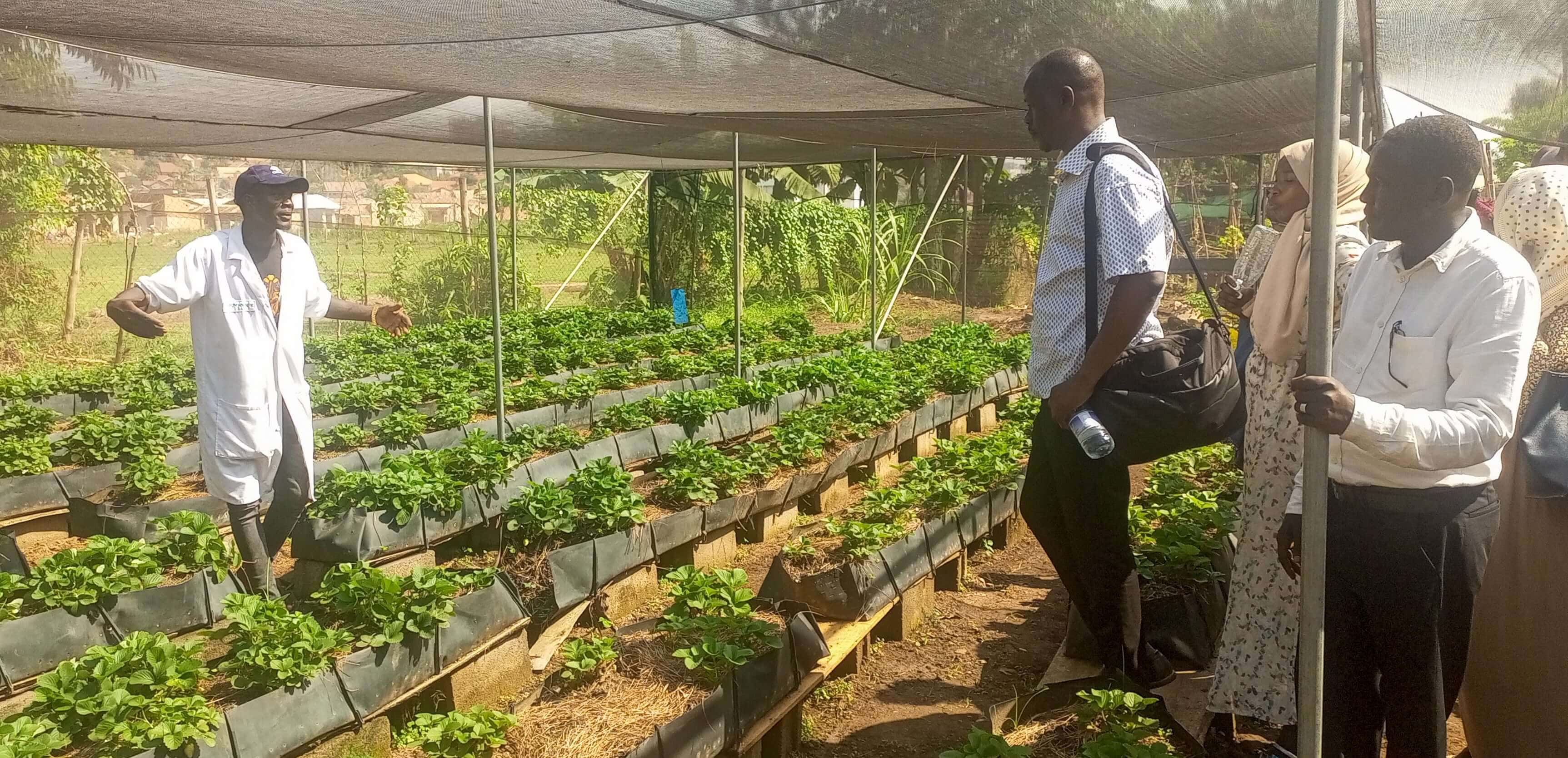 Members of USLAs formed by KOWED touring Capsicum Valley Products farm during a training of hydroponic farm setup and vertical farming management - ReBUiLD